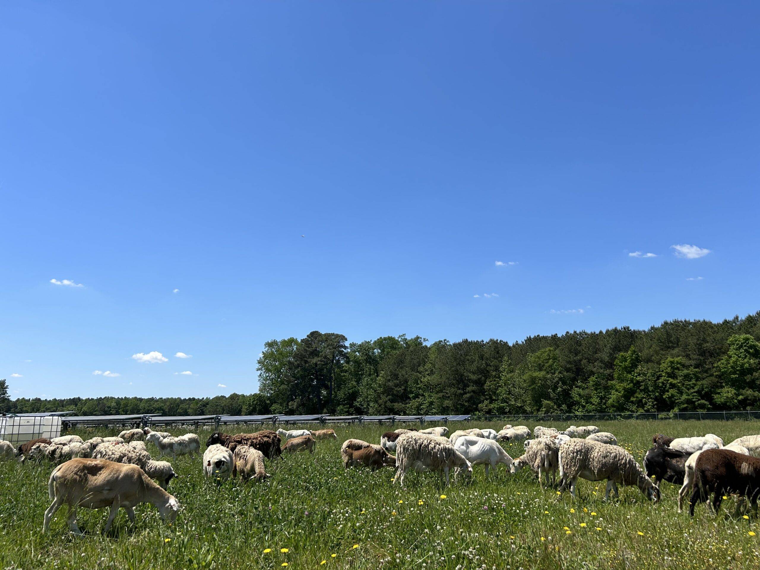 Livestock Grazing